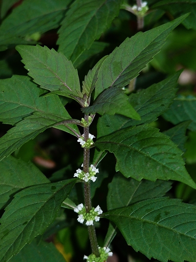 {Lycopus virginicus}